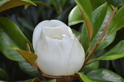 Magnolia grandiflora 'Victoria' — photo 4
